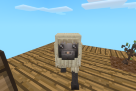 A sheep on the island