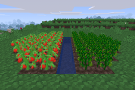 Tomato and Basil Plants