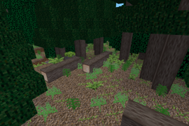 coniferous forest 2